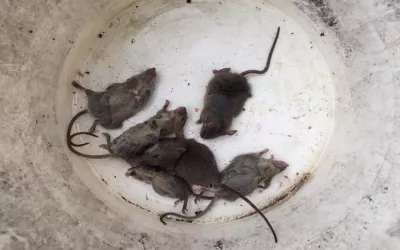 Уничтожение крыс на складе в Егорьевске